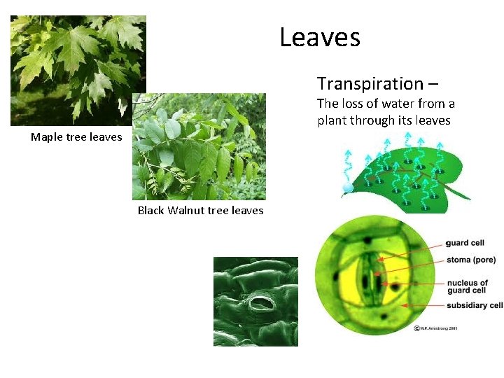Leaves Transpiration – The loss of water from a plant through its leaves Maple