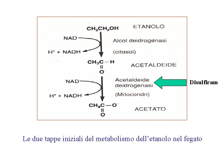 Disulfiram Le due tappe iniziali del metabolismo dell’etanolo nel fegato 