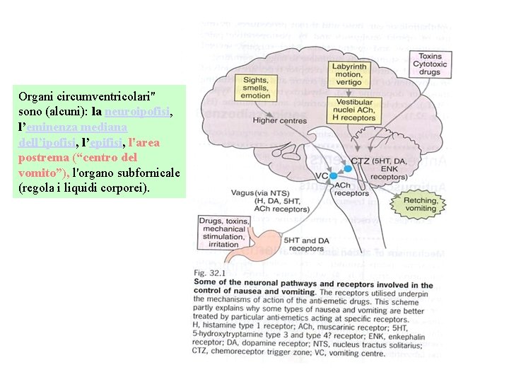 Organi circumventricolari" sono (alcuni): la neuroipofisi, l’eminenza mediana dell’ipofisi, l’epifisi, l'area postrema (“centro del Organi circumventricolari" sono (alcuni): la neuroipofisi, l’eminenza mediana dell’ipofisi, l’epifisi, l'area postrema (“centro del
