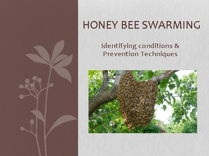 HONEY BEE SWARMING Identifying conditions & Prevention Techniques 