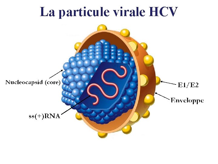 La particule virale HCV 