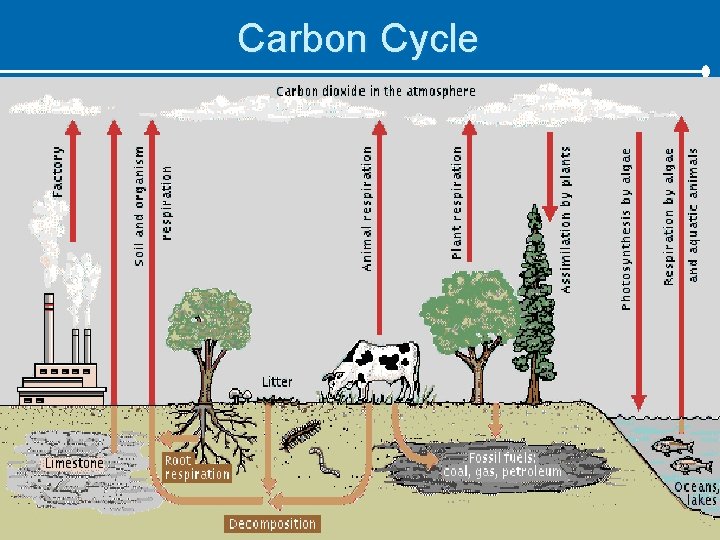 Carbon Cycle 
