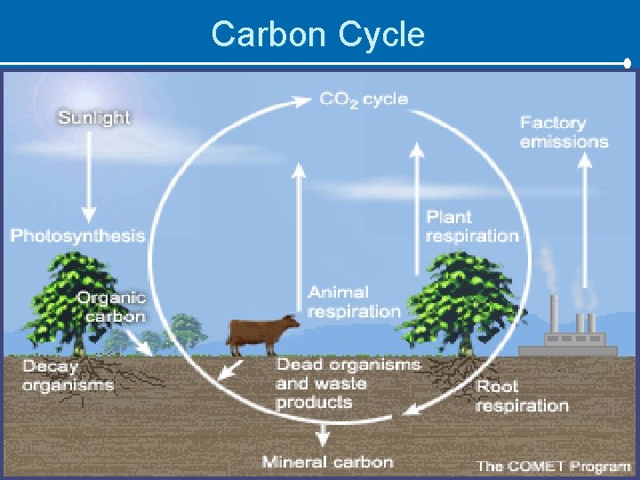 Carbon Cycle 