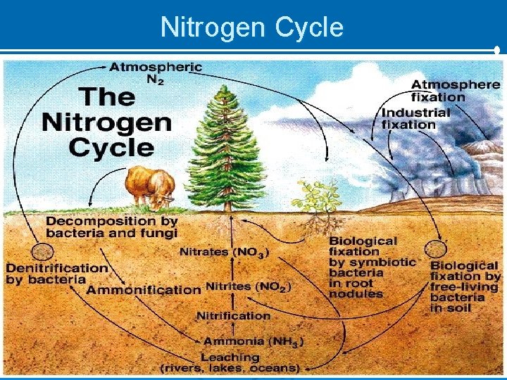 Nitrogen Cycle 