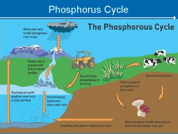 Phosphorus Cycle 