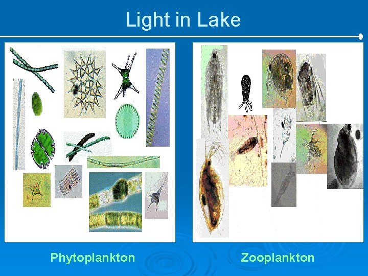 Light in Lake Phytoplankton Zooplankton 