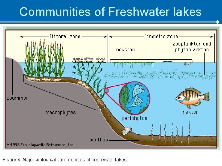 Communities of Freshwater lakes 