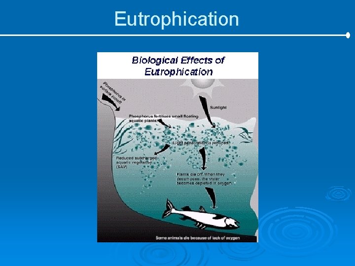 Eutrophication 