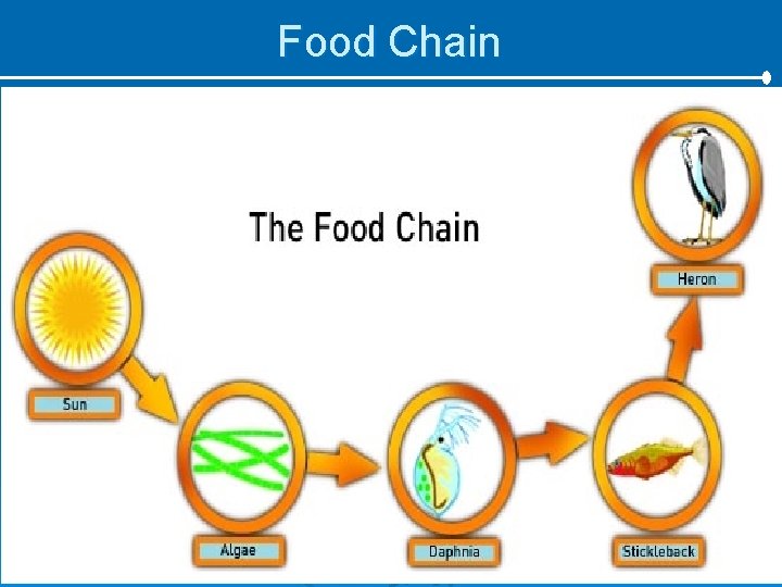 Food Chain 