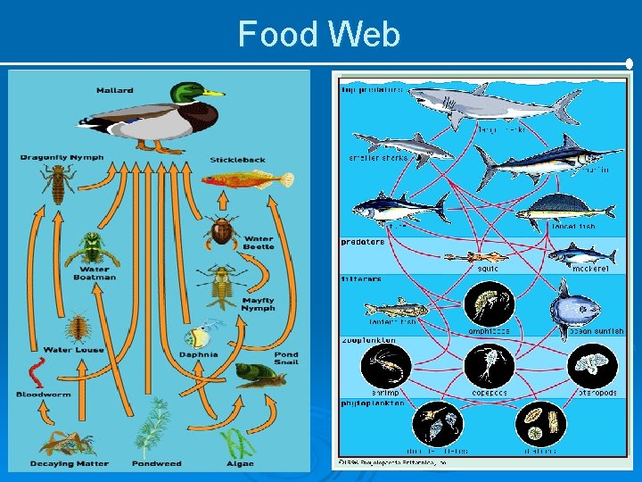 Food Web 