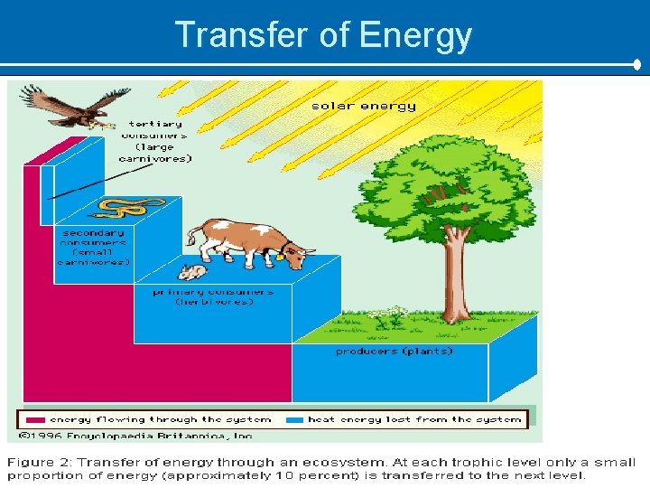 Transfer of Energy 