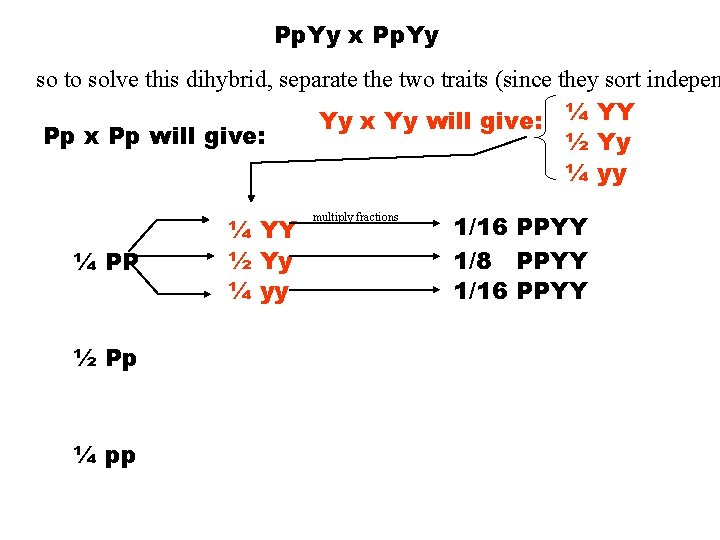 Pp. Yy x Pp. Yy so to solve this dihybrid, separate the two traits