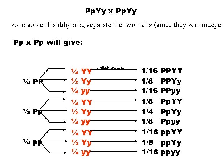 Pp. Yy x Pp. Yy so to solve this dihybrid, separate the two traits