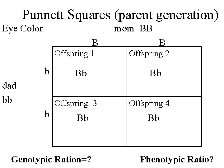 Punnett Squares (parent generation) Eye Color mom BB B Offspring 1 b dad bb