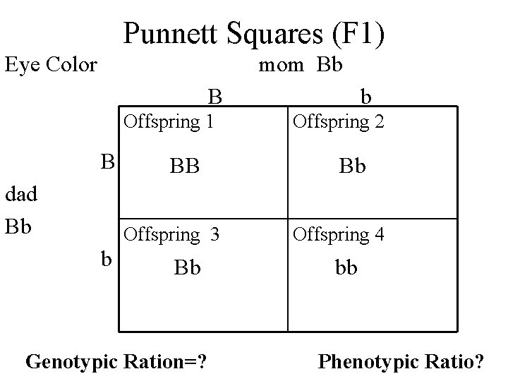 Punnett Squares (F 1) Eye Color mom Bb B Offspring 1 B dad Bb