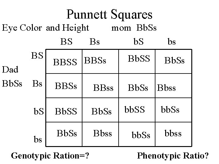 Punnett Squares Eye Color and Height mom Bb. Ss BS Bs b. S bs