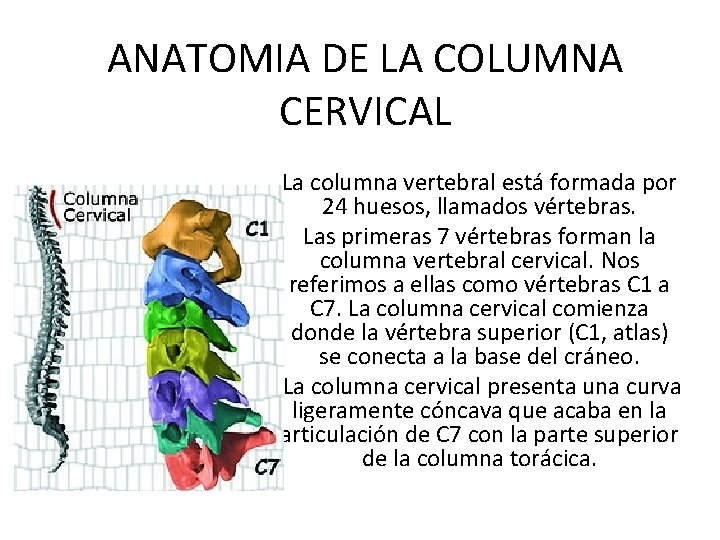 ANATOMIA DE LA COLUMNA CERVICAL La columna vertebral está formada por 24 huesos, llamados