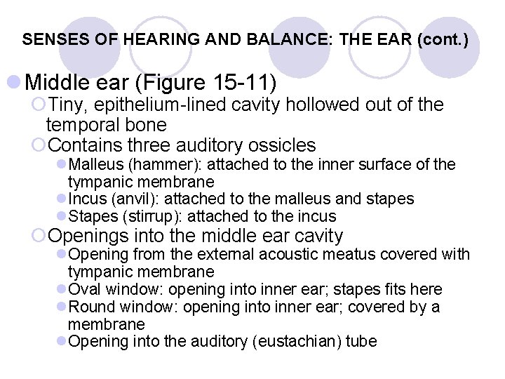 SENSES OF HEARING AND BALANCE: THE EAR (cont. ) l Middle ear (Figure 15