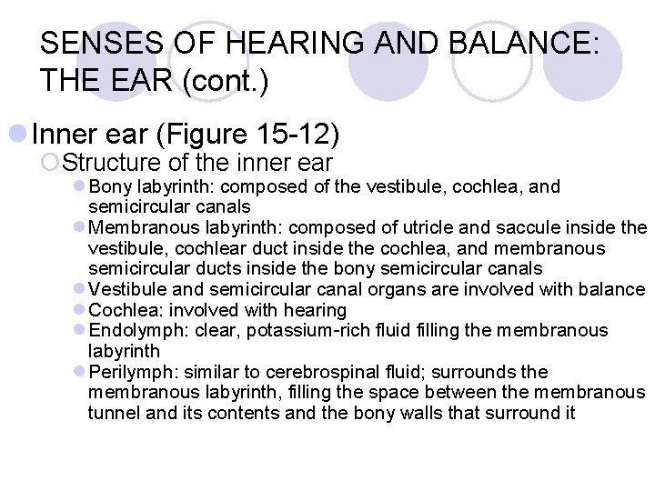 SENSES OF HEARING AND BALANCE: THE EAR (cont. ) l Inner ear (Figure 15