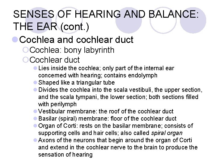 SENSES OF HEARING AND BALANCE: THE EAR (cont. ) l Cochlea and cochlear duct