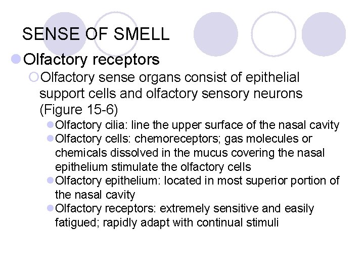 SENSE OF SMELL l Olfactory receptors ¡Olfactory sense organs consist of epithelial support cells