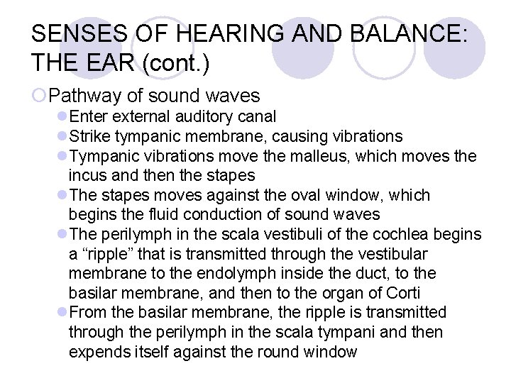 SENSES OF HEARING AND BALANCE: THE EAR (cont. ) ¡Pathway of sound waves l.