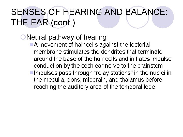 SENSES OF HEARING AND BALANCE: THE EAR (cont. ) ¡Neural pathway of hearing l.