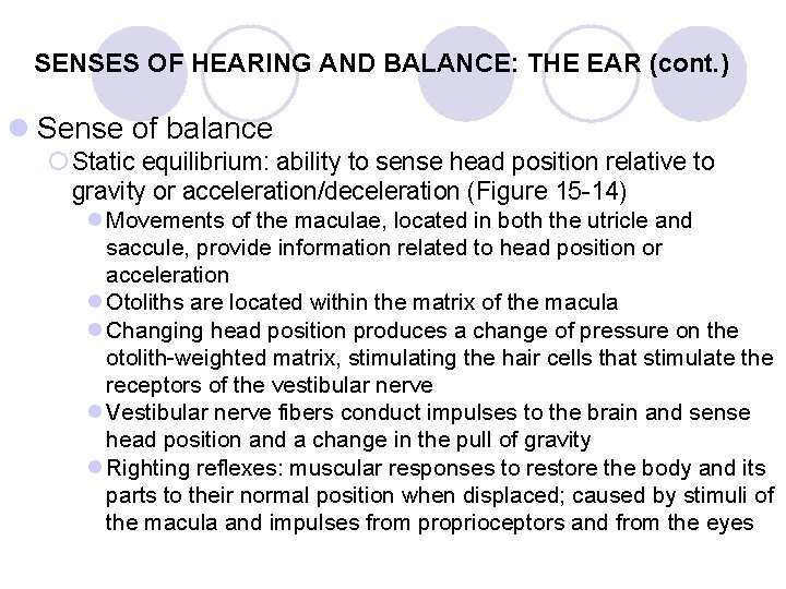SENSES OF HEARING AND BALANCE: THE EAR (cont. ) l Sense of balance ¡