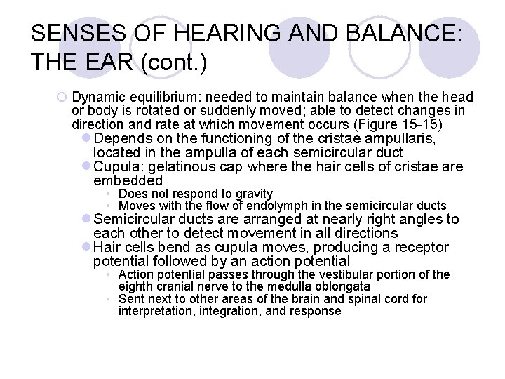 SENSES OF HEARING AND BALANCE: THE EAR (cont. ) ¡ Dynamic equilibrium: needed to
