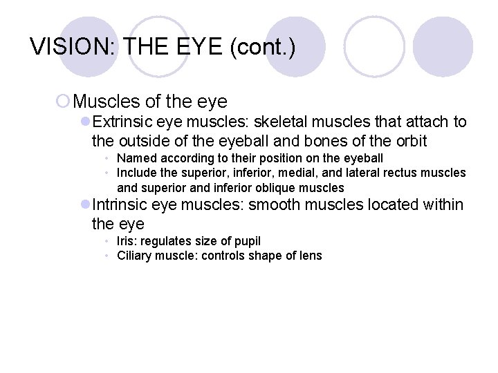 VISION: THE EYE (cont. ) ¡Muscles of the eye l. Extrinsic eye muscles: skeletal