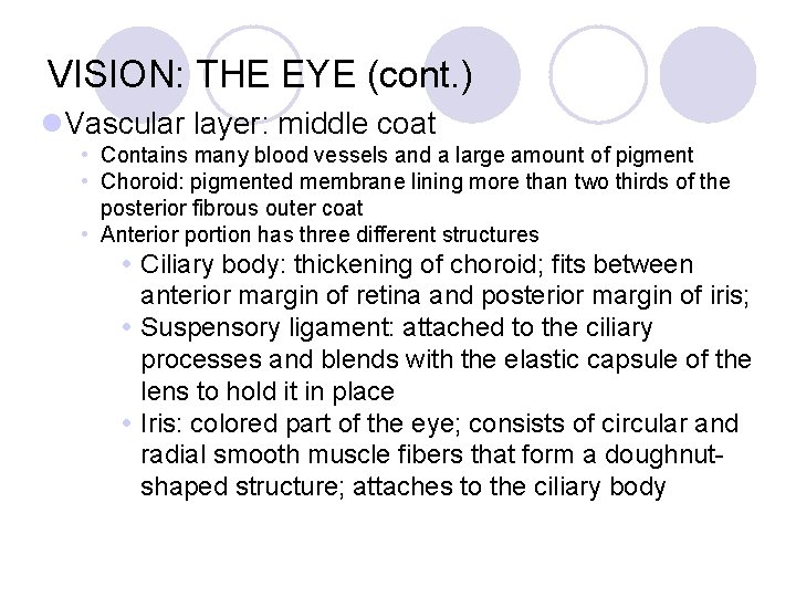 VISION: THE EYE (cont. ) l. Vascular layer: middle coat • Contains many blood