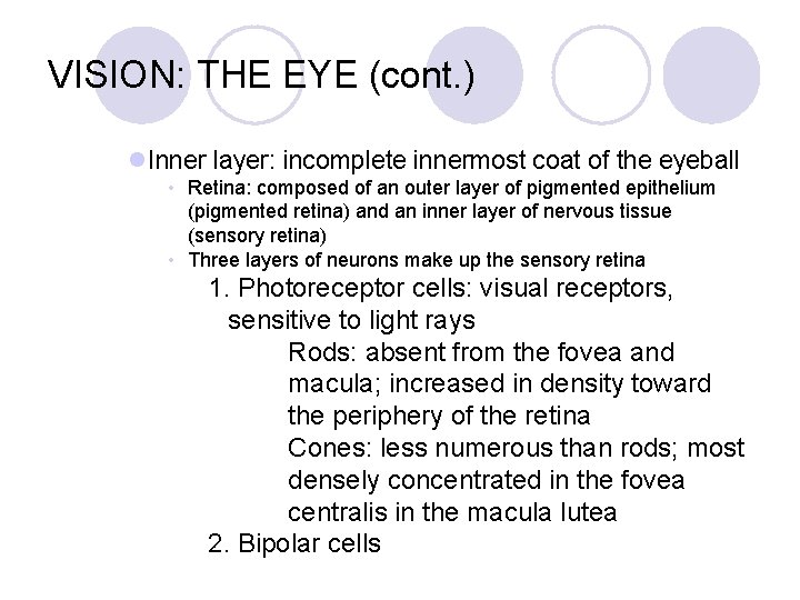 VISION: THE EYE (cont. ) l. Inner layer: incomplete innermost coat of the eyeball