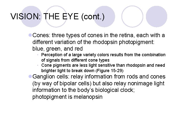 VISION: THE EYE (cont. ) l. Cones: three types of cones in the retina,