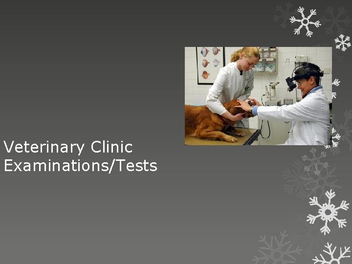 Veterinary Clinic Examinations/Tests 