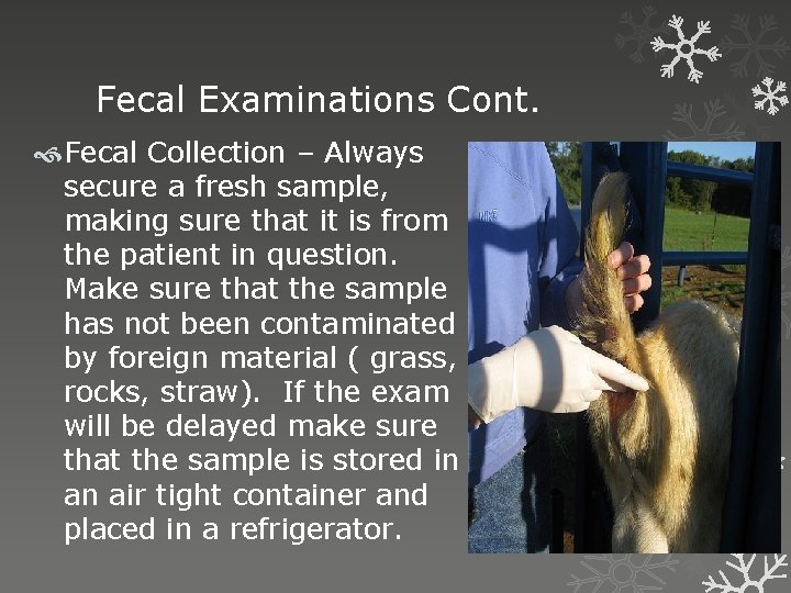 Fecal Examinations Cont. Fecal Collection – Always secure a fresh sample, making sure that