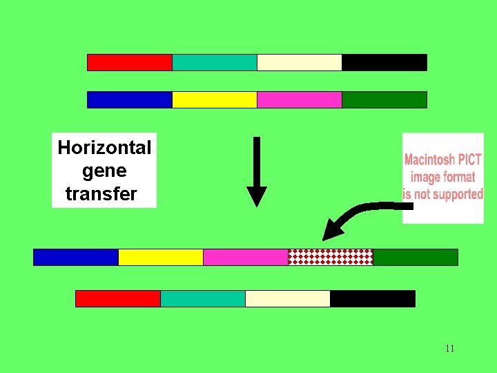 Horizontal gene transfer 11 