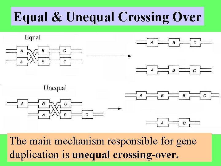 Equal & Unequal Crossing Over The main mechanism responsible for gene duplication is unequal