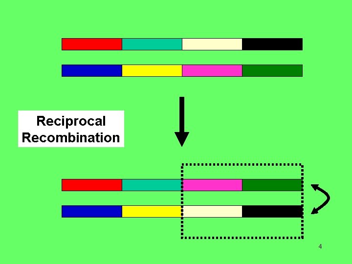 Reciprocal Recombination 4 