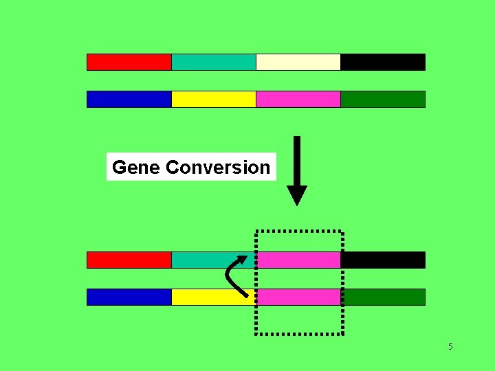 Gene Conversion 5 
