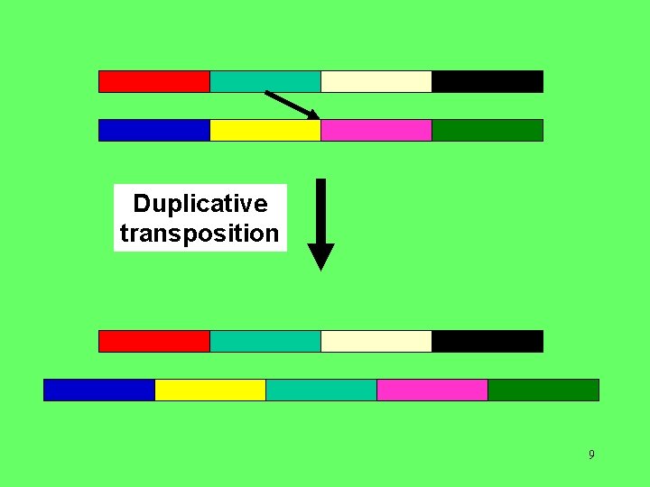 Duplicative transposition 9 