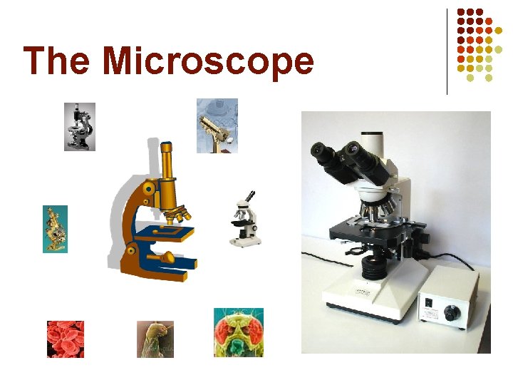 The Microscope 