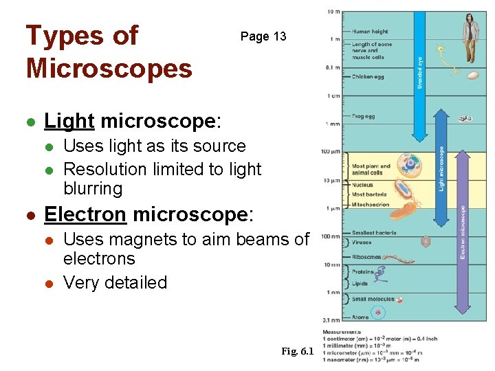 Types of Microscopes l Light microscope: l l l Page 13 Uses light as