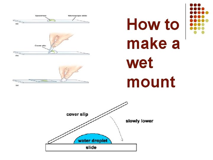 How to make a wet mount 