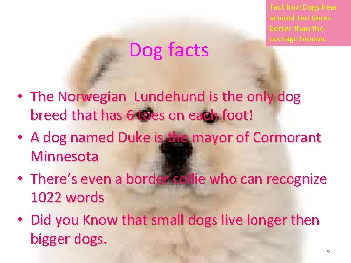 DOGS AND PUPPIES BY LAURA KIRWAN 1 Why