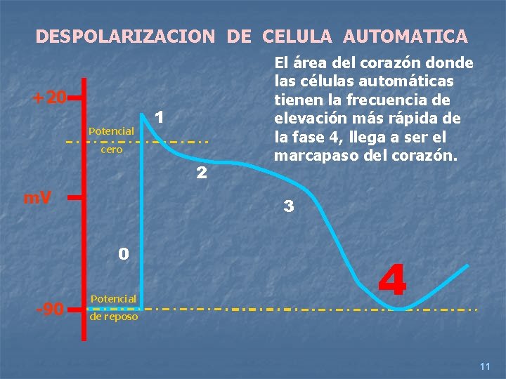 DESPOLARIZACION DE CELULA AUTOMATICA +20 Potencial 1 cero 2 m. V 3 0 -90