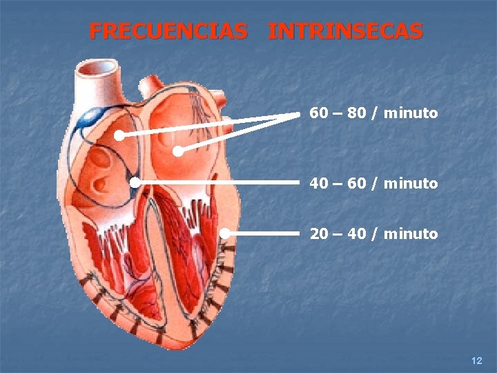 FRECUENCIAS INTRINSECAS 60 – 80 / minuto 40 – 60 / minuto 20 –