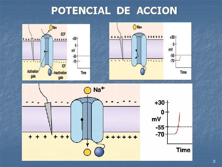 POTENCIAL DE ACCION 3 