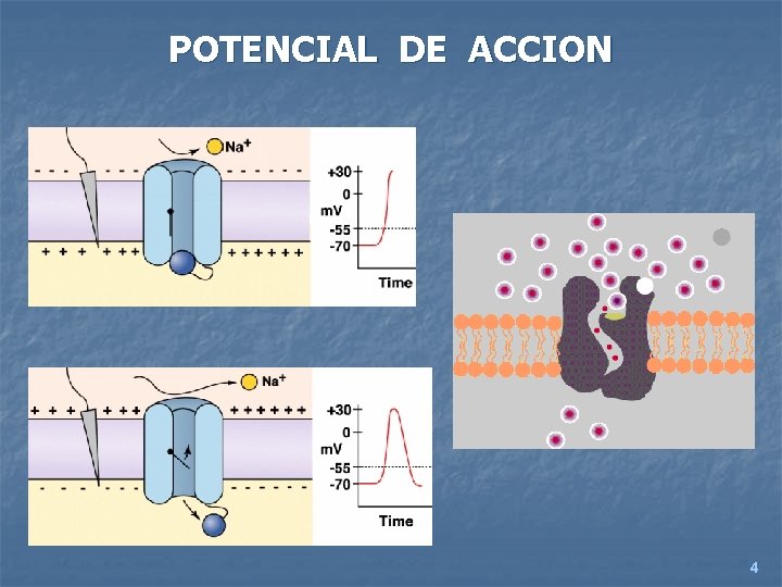 POTENCIAL DE ACCION 4 