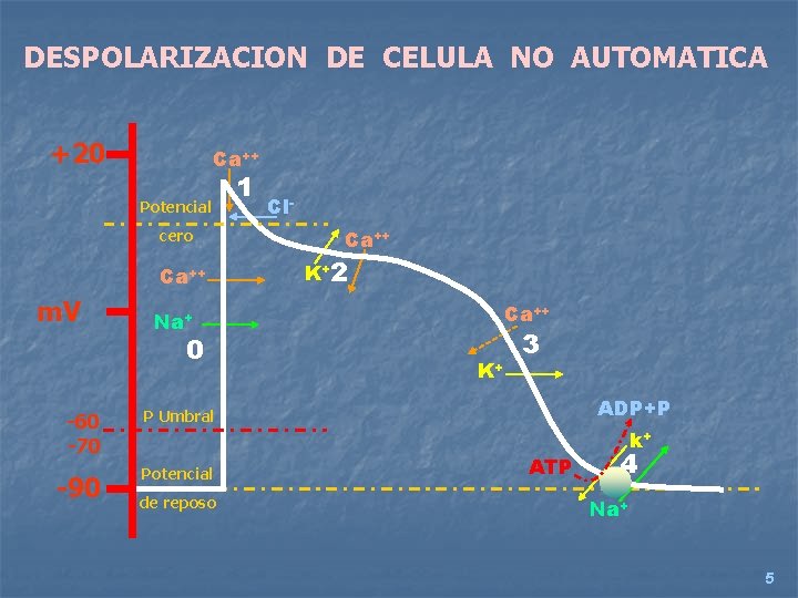 DESPOLARIZACION DE CELULA NO AUTOMATICA +20 Ca++ Potencial cero Ca++ m. V 1 Cl.