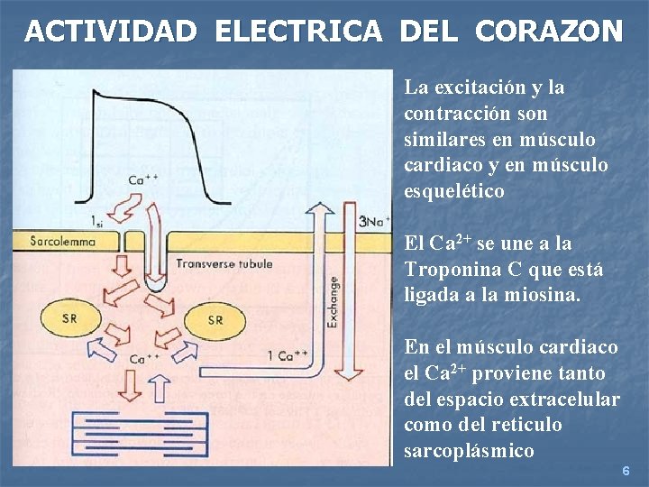 ACTIVIDAD ELECTRICA DEL CORAZON La excitación y la contracción son similares en músculo cardiaco